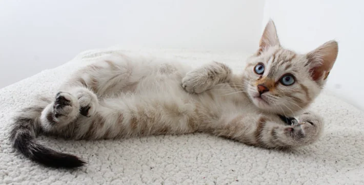 Il bagno al gatto? Non serve...